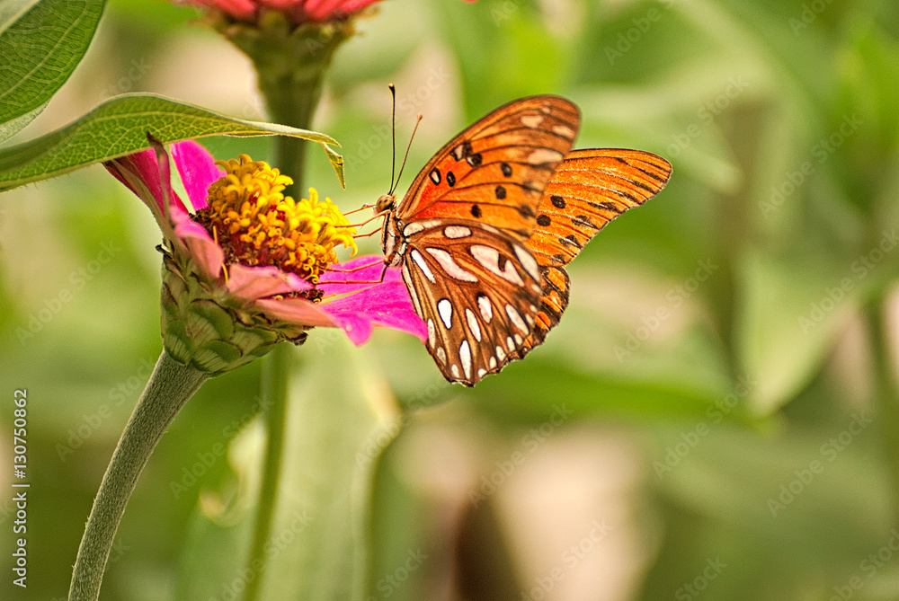 Fototapeta premium Orange butterfly on a pink flower