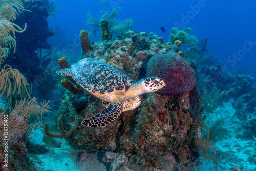 Small Hawksbill Sea Turtle on a Tropical Coral Reef