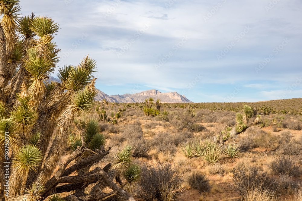 Desert Background with Copy Space Desert Background with Copy Space