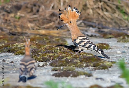 Hoopoe taking away his chick © NickVorobey.com