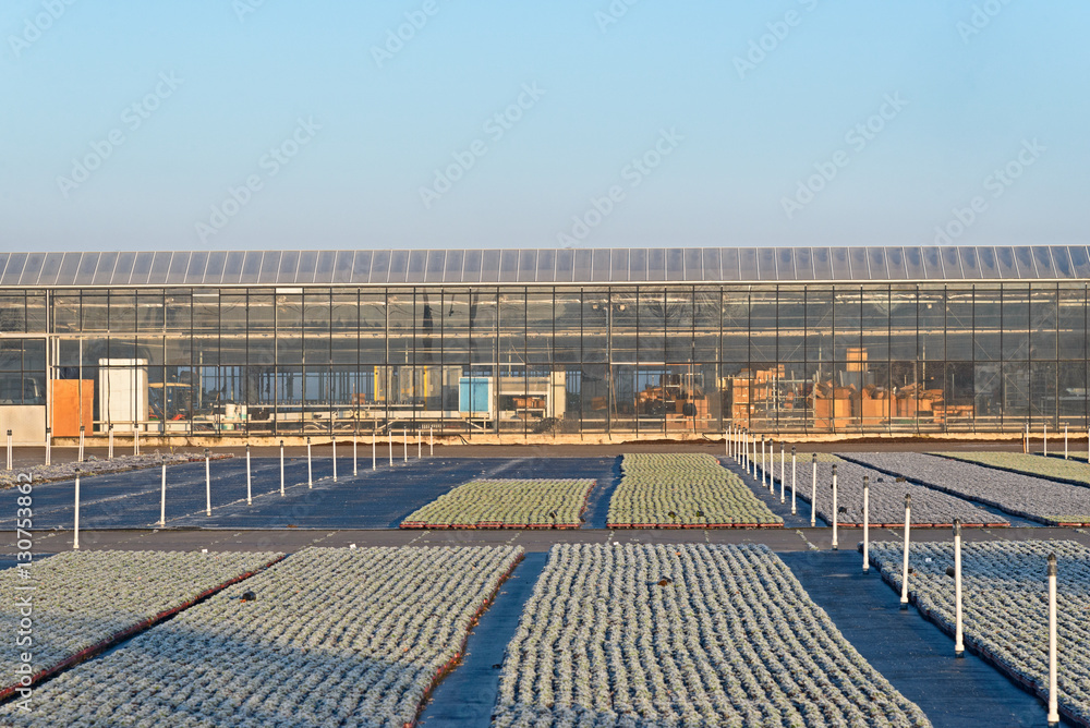 Hoarfrost on young bedding plants in front of a greenhouse on a