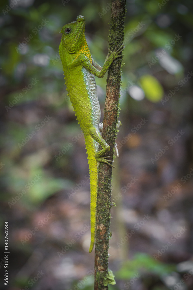 Green chameleon at tree branch in Singharaja Forest in Sri Lanka Green chameleon at tree branch in Singharaja Forest in Sri Lanka