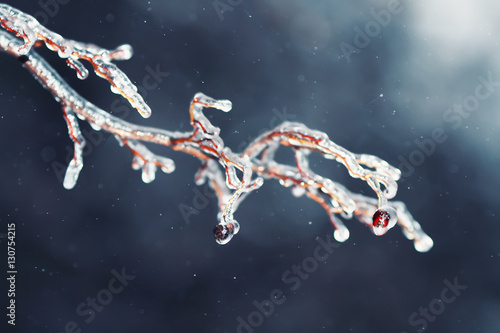 tree branches with  berries covered with glossy transparent ice on a winter day
