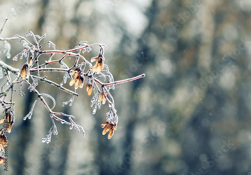 tree branches covered with glossy transparent ice on a winter day