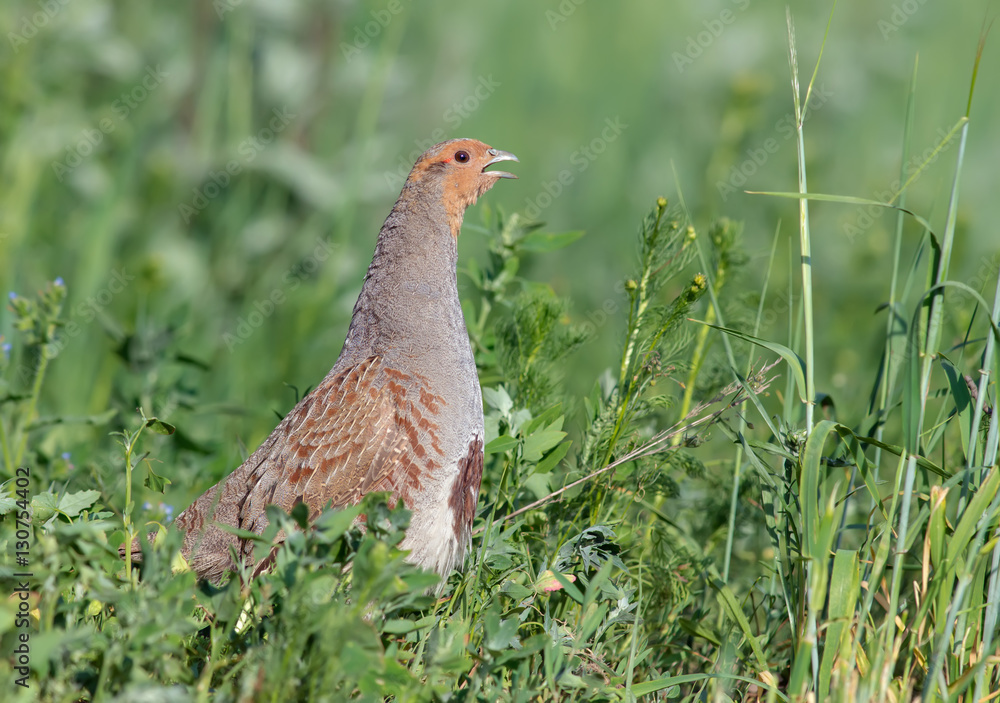 Grey partridge singing in the grass Grey partridge singing in the grass