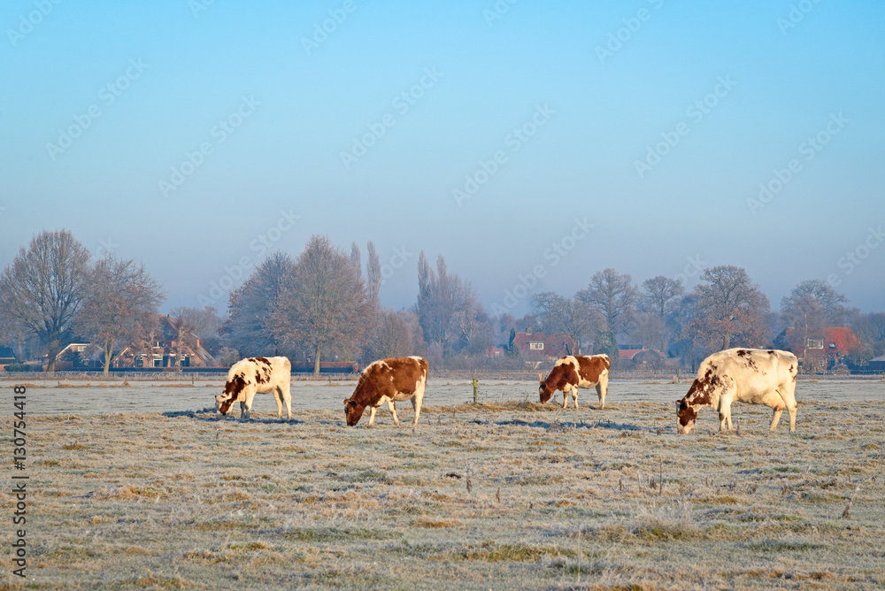 Obraz premium 4 cows on a field with grass covered with hoarfrost during a fr