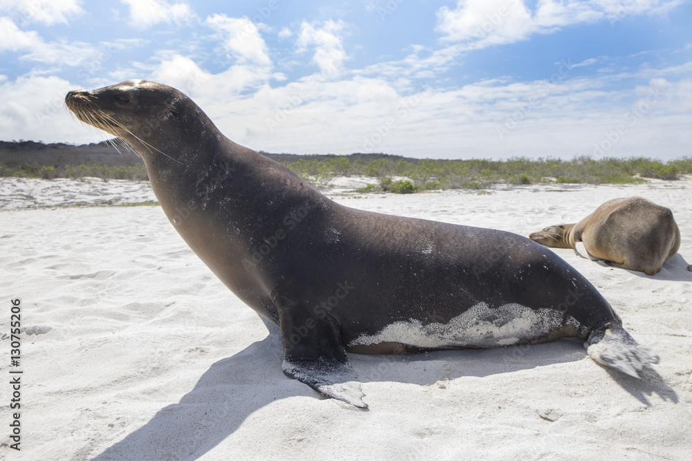 Fototapeta premium Big Galapagos Sea Lion Bull