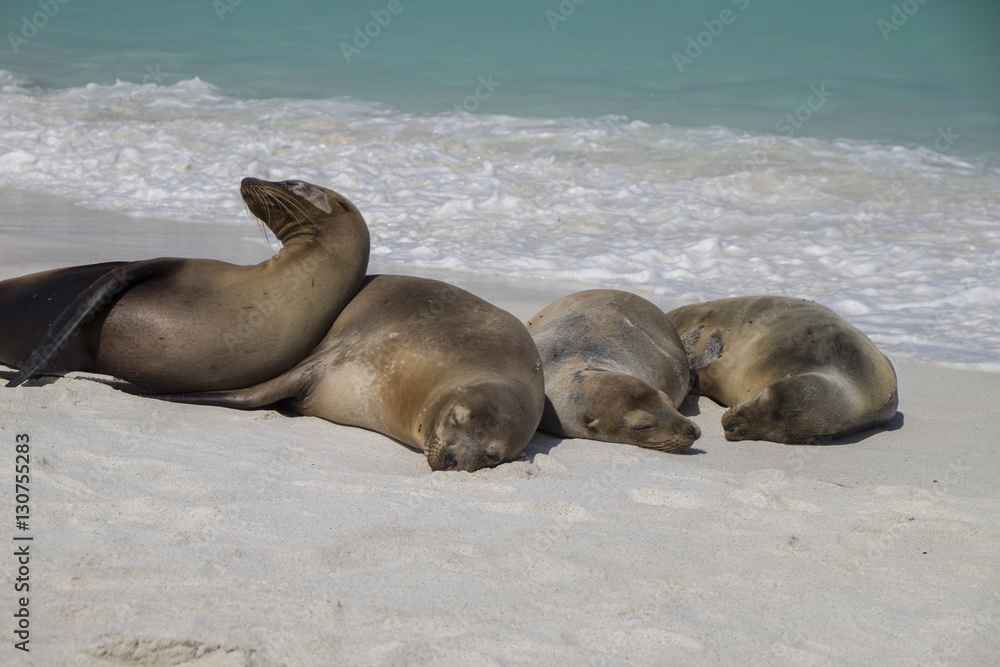 Fototapeta premium Group of Galapagos Sea Lions