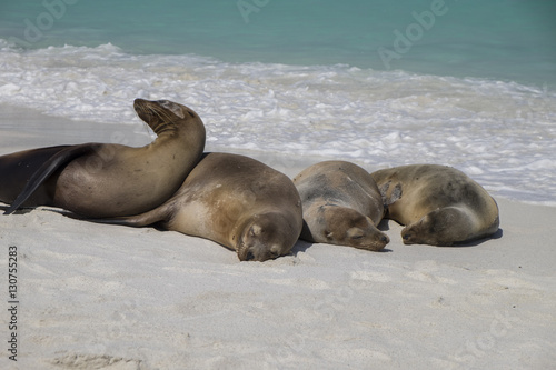 Group of Galapagos Sea Lions