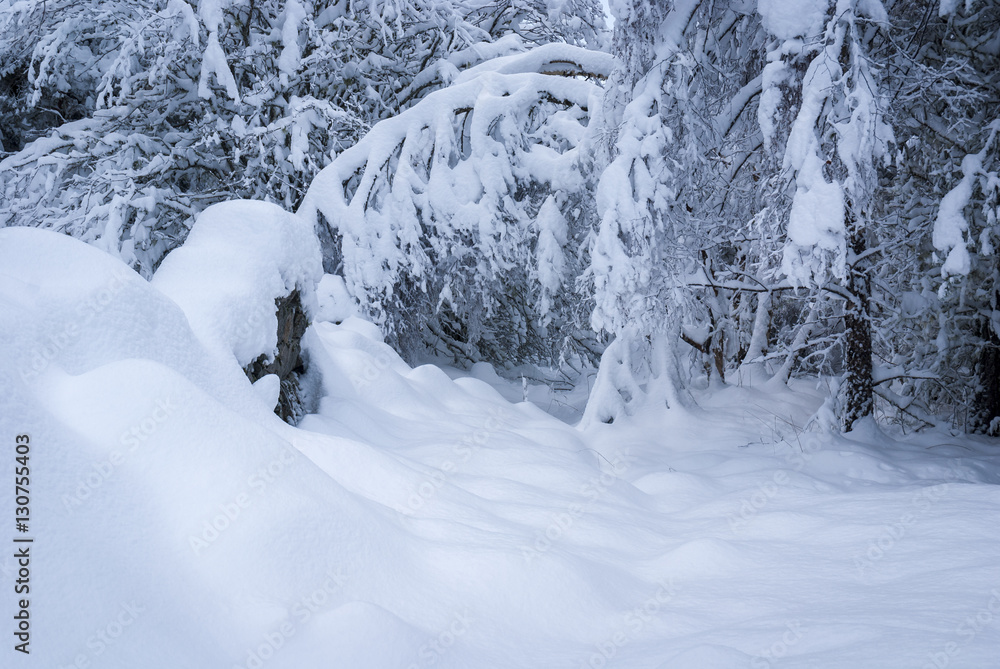A landscape image of deep snow in a forest near Nethybridge, Badenoch and Strathspey, Scotland A landscape image of deep snow in a forest near Nethybridge, Badenoch and Strathspey, Scotland