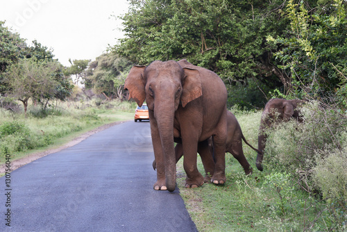 Wild Asian elephant female and baby, Indian wild life Corbett National Park, Indian elephant family crossing road