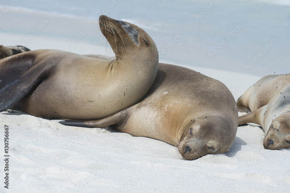 Fototapeta premium Sea Lion Duo, Galapagos