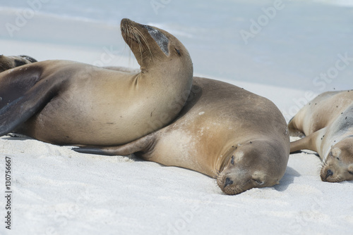 Sea Lion Duo, Galapagos