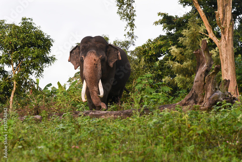 Photography Wild Asian elephant male, Corbett National Park, India