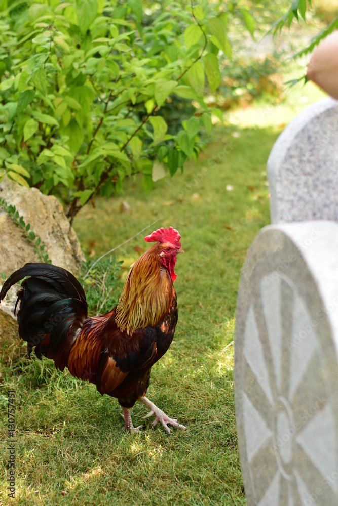 Fototapeta premium Петух гуляет по траве