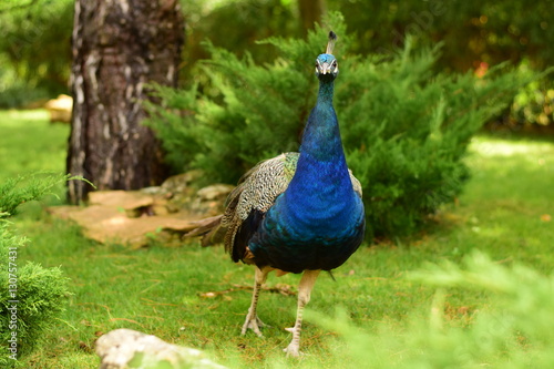 Wallpaper Mural Красивый синий павлин гуляет по зелёной траве Torontodigital.ca