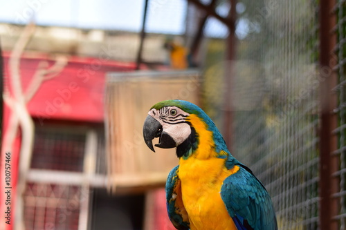 Большой жёлто-синий попугай ара в неволе