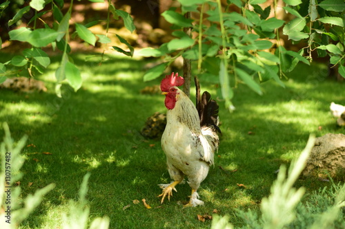 Wallpaper Mural Белый петух гуляет по зелёной траве Torontodigital.ca