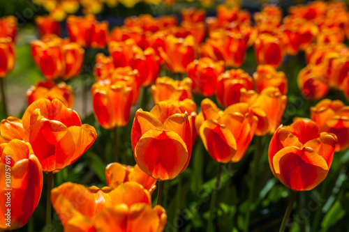 Beautiful orange tulips