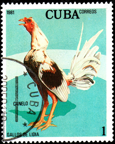 CUBA - CIRCA 1981: A stamp printed by Cuba shows the Cock Canelo, from the series 