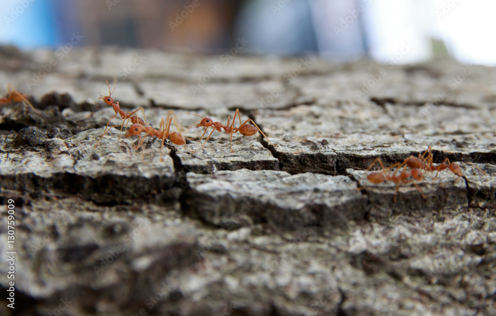 Ants on the tree Ants on the tree