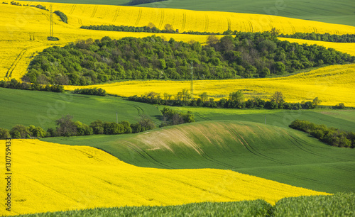 yellow rapeseed fields and green wheat