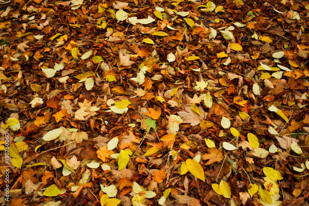 colorful autumn leaves background texture colorful autumn leaves background texture