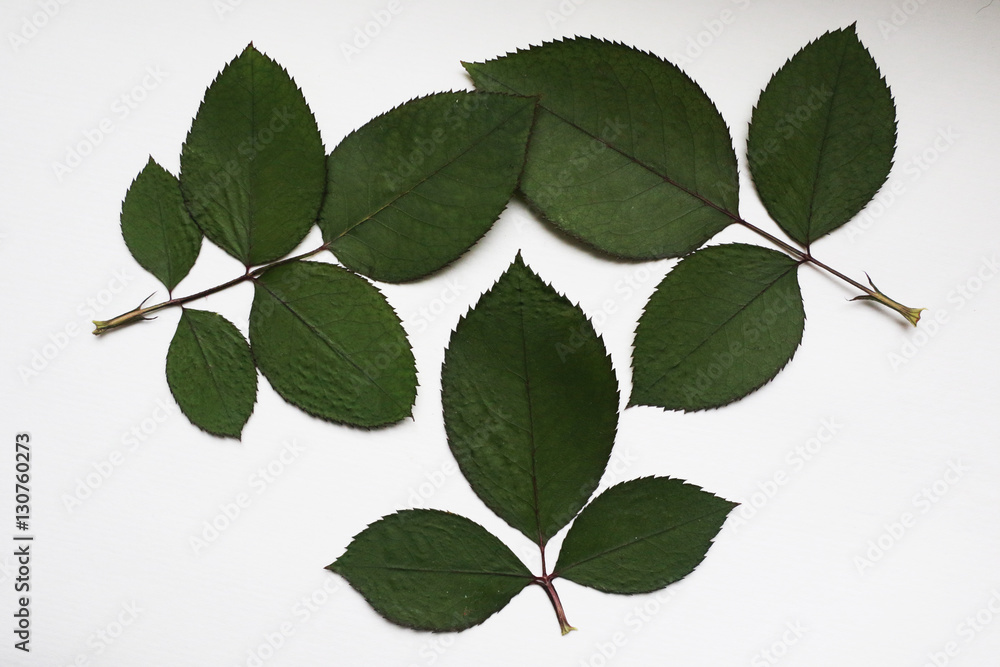 Naklejka premium зеленые листья