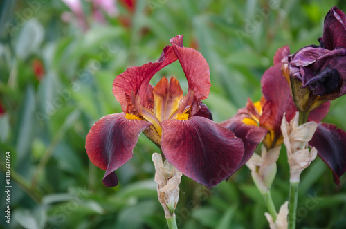 Fototapeta Naklejka Na Ścianę i Meble -  Beautiful flower iris