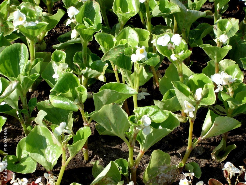 Begonias sprouts. White begonia bourgeons ground texture Begonias sprouts. White begonia bourgeons ground texture