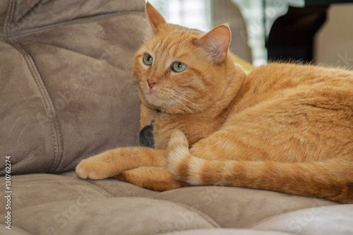 Photo Orange tabby cat on the couch looks up at something with wonder