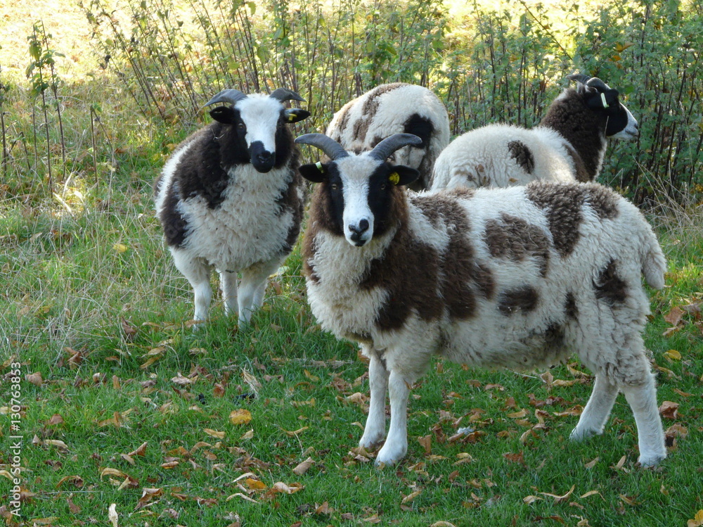 Mehrere Jakobsschafe auf der Weide Mehrere Jakobsschafe auf der Weide