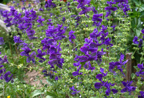 Salvia viridis  Salvia horminum  in the summer garden