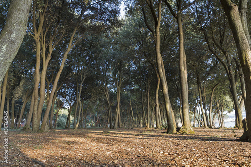 oak grove on the shore of the Adriatic Sea, Croatia photo