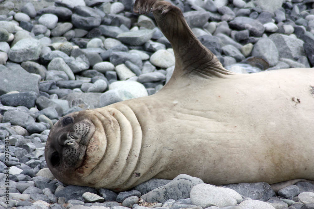 Naklejka premium Robbe-Antarktis