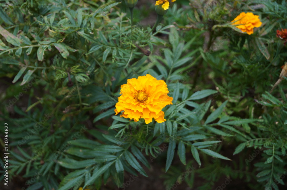 flower flower