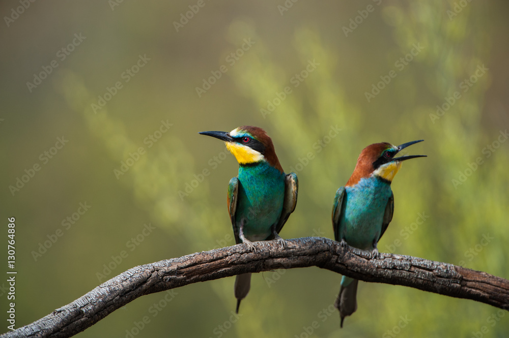 Fototapeta premium Abejarucos