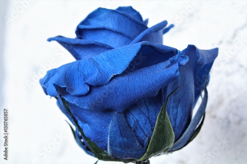 blue rose