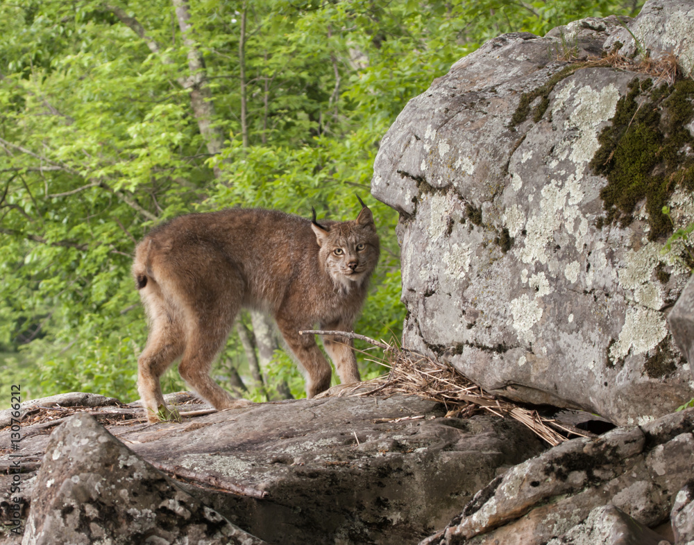 Naklejka premium Canada Lynx Standing on Boulders with Wooded Background