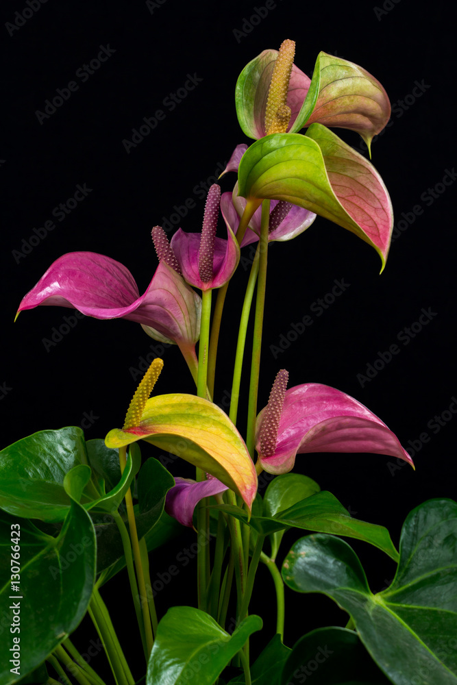 Obraz premium Flamingo flowers