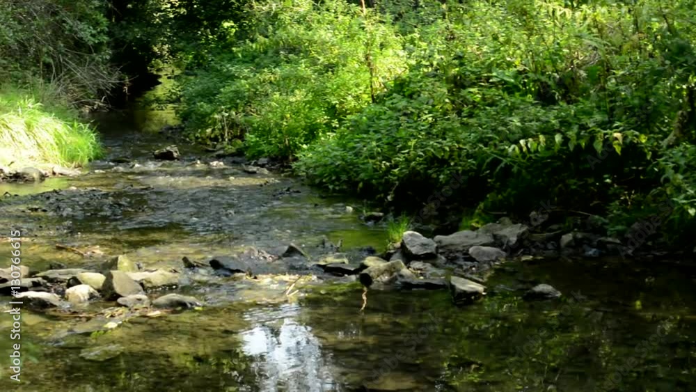A creek streams through a forest on a sunny day A creek streams through a forest on a sunny day