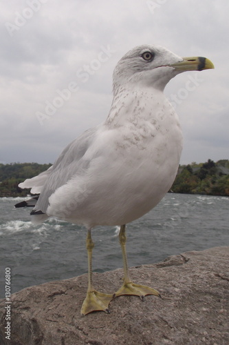 Bird at Niagara Falls