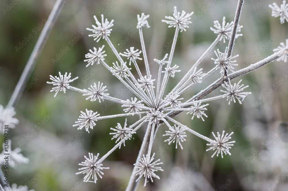 flower of wild carrot in deep winter frost flower of wild carrot in deep winter frost