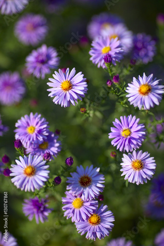 Aster flowers