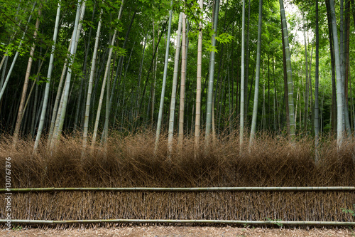 Greenery Bamboo