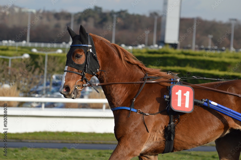 Fototapeta premium trotteur