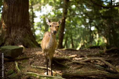 Fototapeta Naklejka Na Ścianę i Meble -  Roe deer in the wild