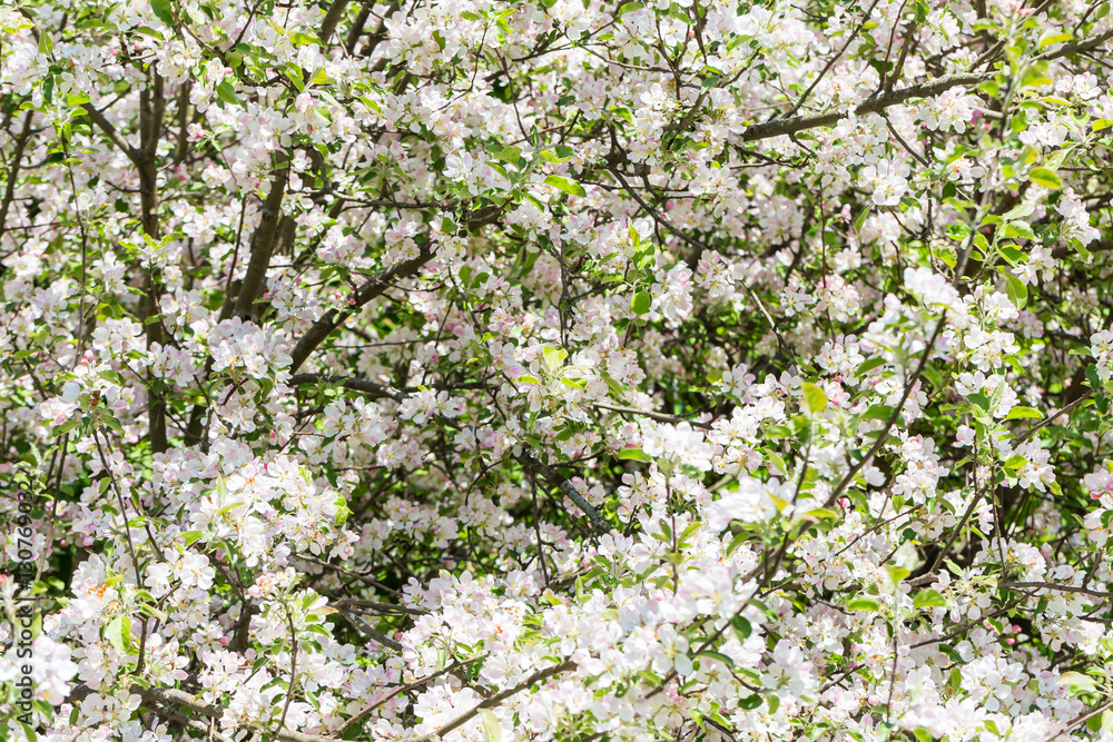 Blooming apple tree Blooming apple tree