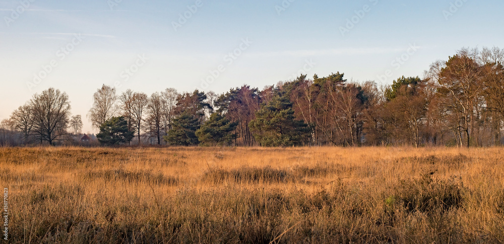 Field with high yellow grass and row of trees. Nature reserve Ne Field with high yellow grass and row of trees. Nature reserve Ne