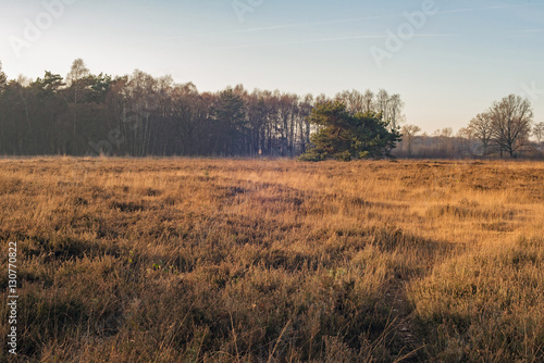 Field with high yellow grass and row of trees. Nature reserve Ne